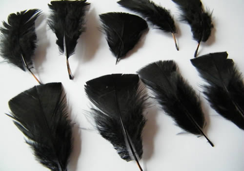 custo_plumes2