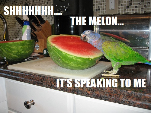 shhhmelon