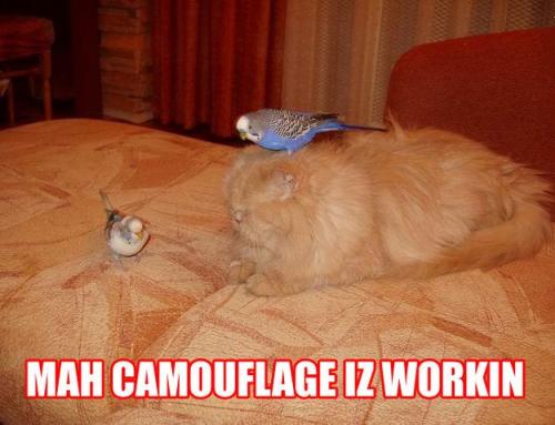 camo