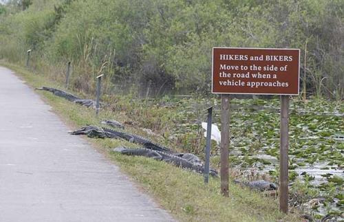 hikers