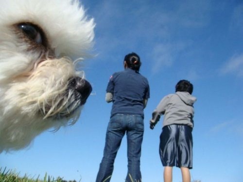 dog_what