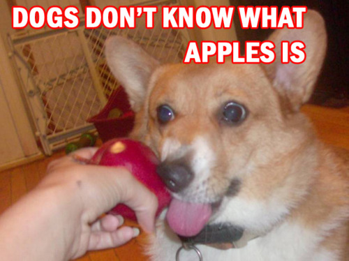 chien_pomme