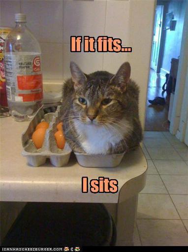 fitcat