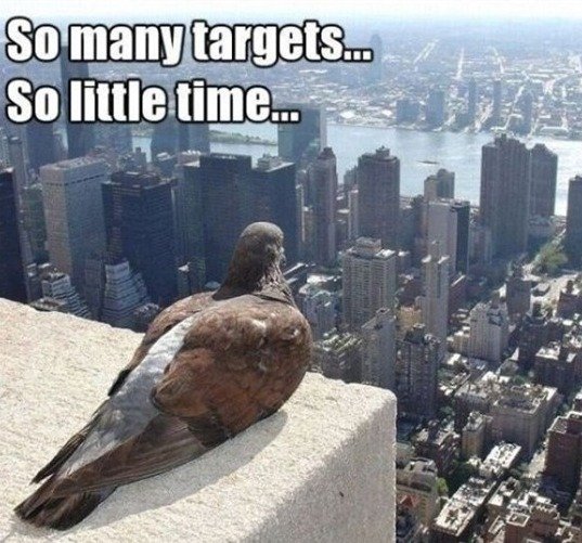 pigeon