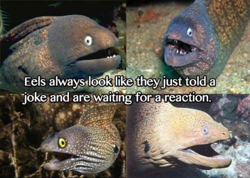 eels