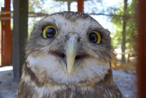 ohai