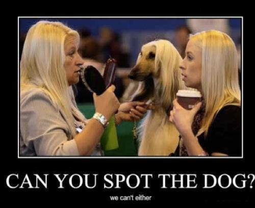 spotthedog