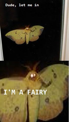 fairy