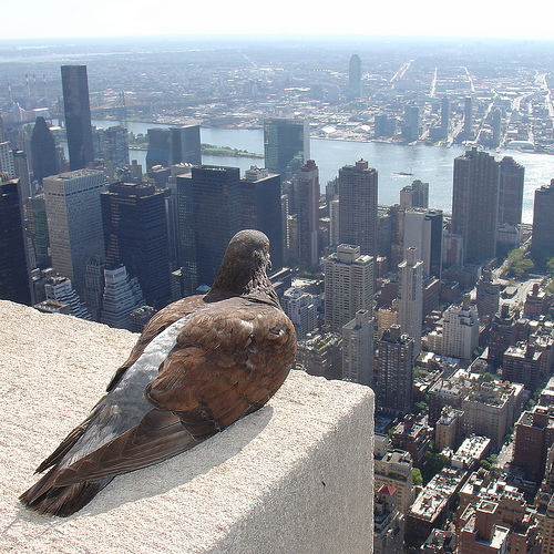le pigeon est roi