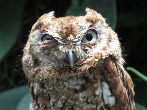 owl1