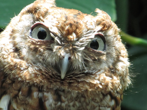 owl2