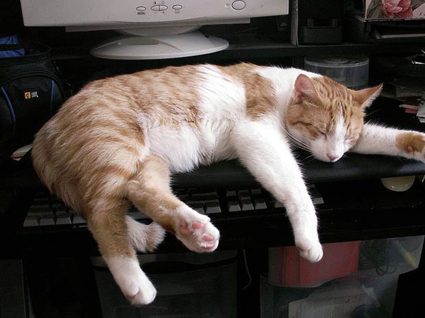 chat chat
