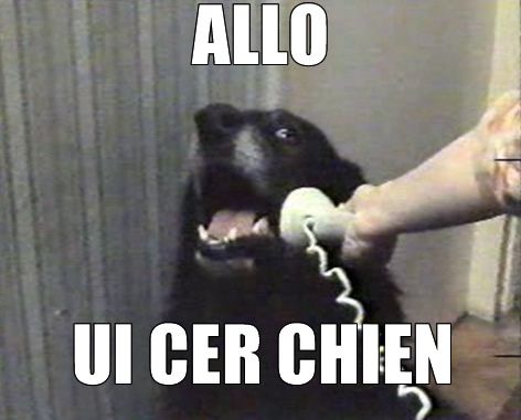 allouicerchien.jpg