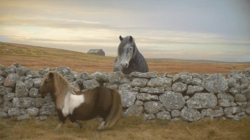 Les chevaux dans les films, cest (parfois) larnaque  cheval