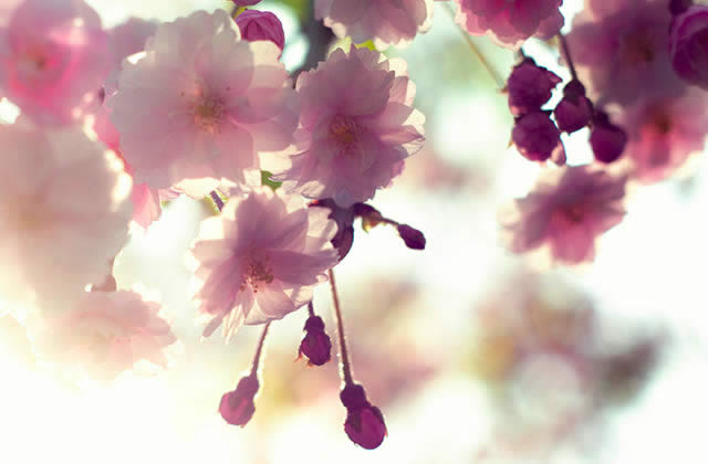 cerisiers-en-fleurs-japon.jpg