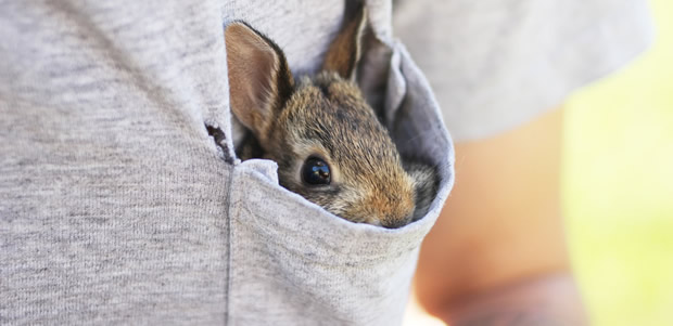Jai testé pour vous... adopter un lapin lapin tumblr