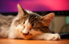 Typologie de la sieste, ce mini-sommeil divin