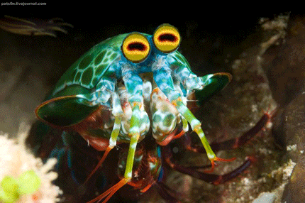crevette mantis Pourquoi les crevettes, cest pas net