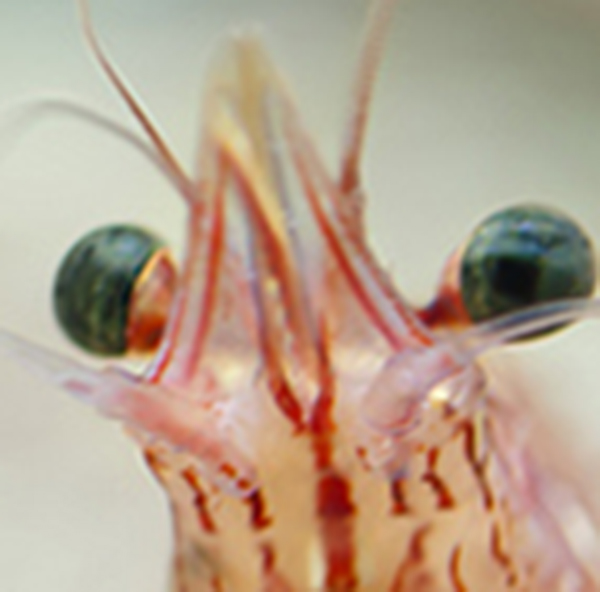 crevettes yeux3 Pourquoi les crevettes, cest pas net