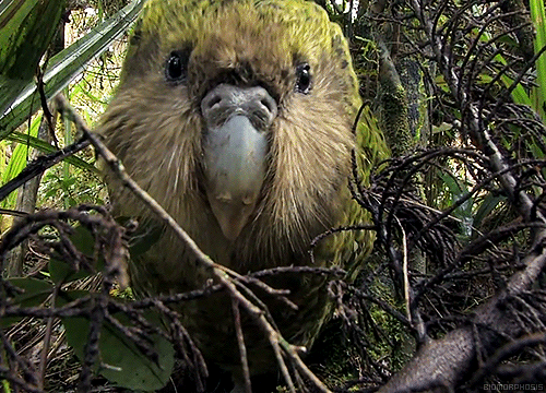 Le kakapo, cet animal extraordinaire(ment con) kakapo1