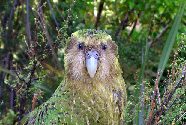 Le kakapo, cet animal extraordinaire(ment con) kakapo2