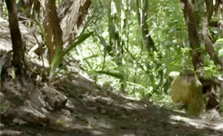 Le kakapo, cet animal extraordinaire(ment con) kakapo3