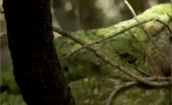 Le kakapo, cet animal extraordinaire(ment con) kakapo4