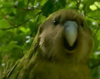 Le kakapo, cet animal extraordinaire(ment con) kakapo6