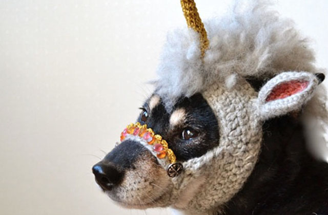 tricoter un bonnet pour chien