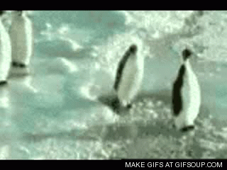 pingouins gif Pourquoi les pingouins sont des êtres fascinants