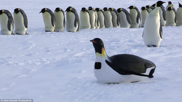 pingouins Pourquoi les pingouins sont des êtres fascinants