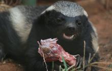 Le ratel, psychopathe des savanes