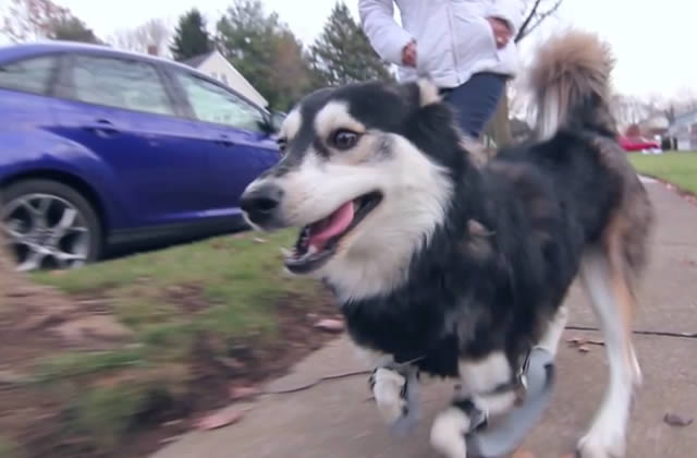 Derby, le chien handicapé équipé de prothèses issues d’une imprimante 3D