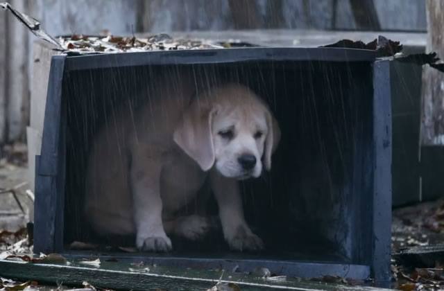 Budweiser présente sa pub larmoyante avec un chiot