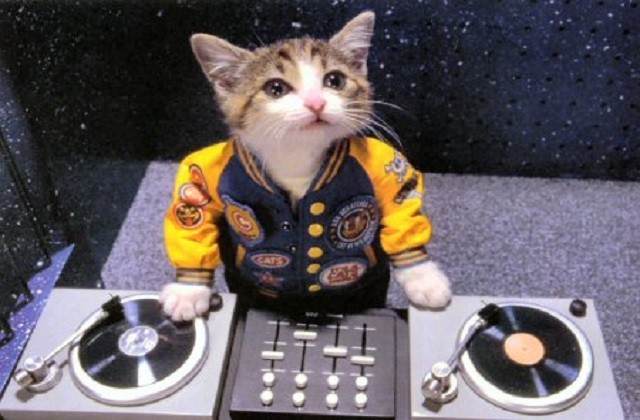 Les « Perlorian cats » ou les chatons des 80’s en habits de lumière