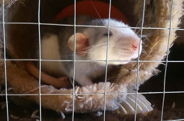 J’ai testé pour vous… adopter des rats