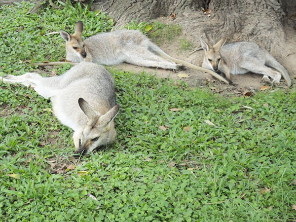 rencontre brisbane