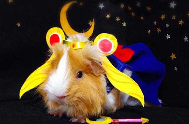 Un cochon d’inde déguisé façon cosplay