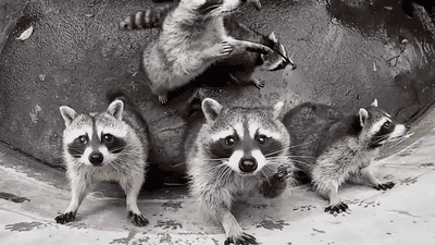 http://static.mmzstatic.com/wp-content/uploads/2015/11/raccoon.gif