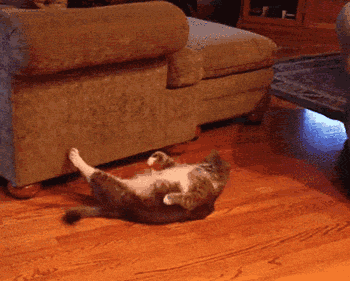 http://static.mmzstatic.com/wp-content/uploads/2016/04/15-compress1.gif