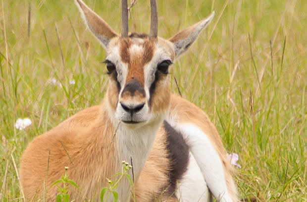 dik-dik