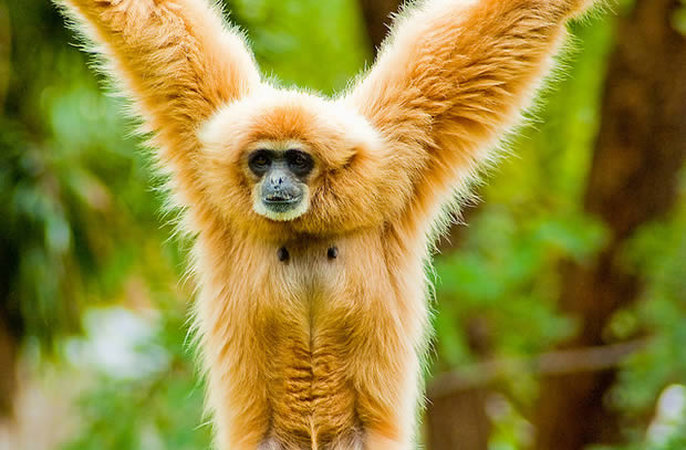 gibbon