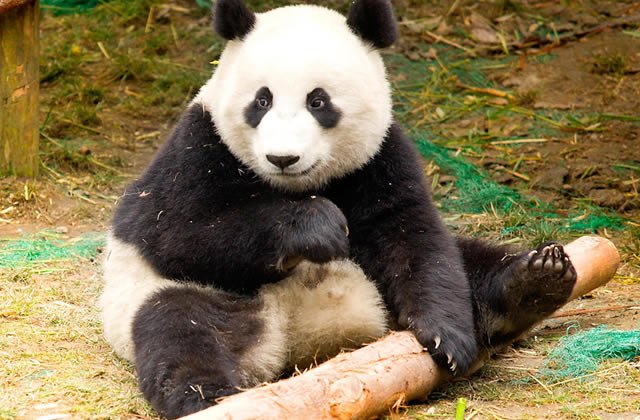 Le Panda Cette Saleté Contre Nature