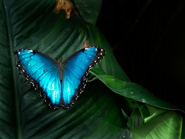 papillon