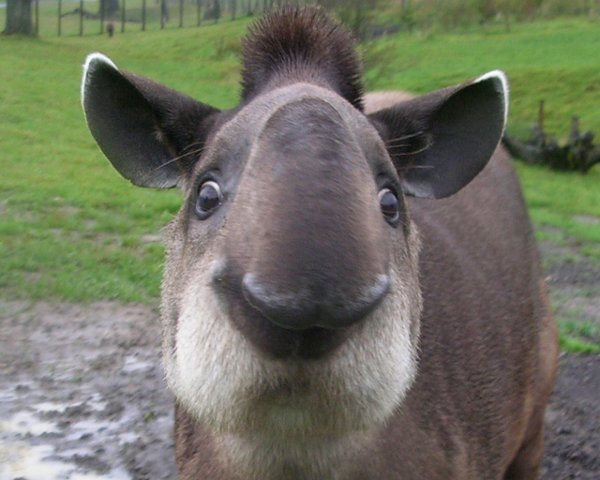 tapir