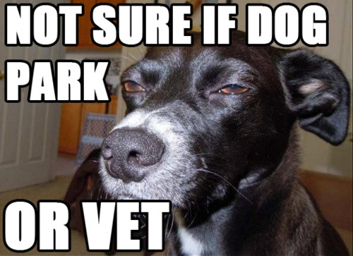 dog park