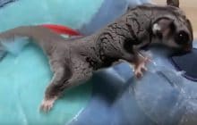 Les planeurs de sucre, ces animaux adorables