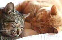 Je suis famille d’accueil pour chats, j’héberge les matous perdus ou abandonnés !