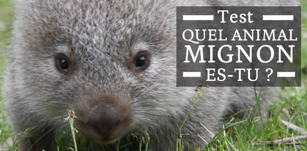 animal mignon