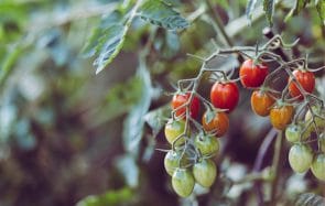 ramasseuse-fruits-legumes-job